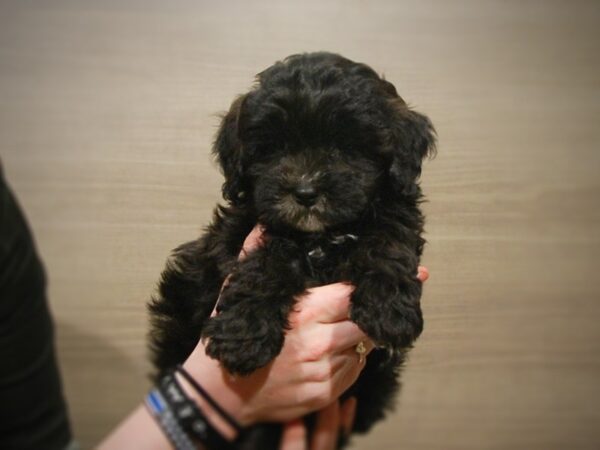 Shih Tzu/Poodle DOG Male Black 16896 Petland Iowa City, Iowa