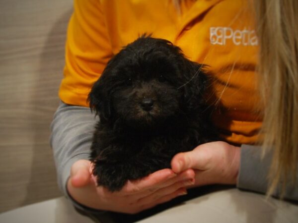 Shih Tzu/Poodle DOG Male Black 16897 Petland Iowa City, Iowa