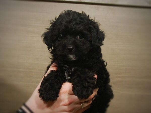 Shih Tzu/Poodle DOG Male Black 16898 Petland Iowa City, Iowa