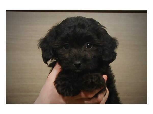 Shih Tzu/Poodle DOG Female Black 16899 Petland Iowa City, Iowa