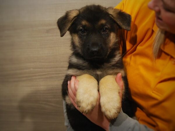 German Shepherd DOG Female Black / Tan 16879 Petland Iowa City, Iowa