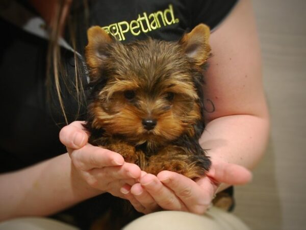 Yorkshire Terrier DOG Male Black & Gold 16905 Petland Iowa City, Iowa