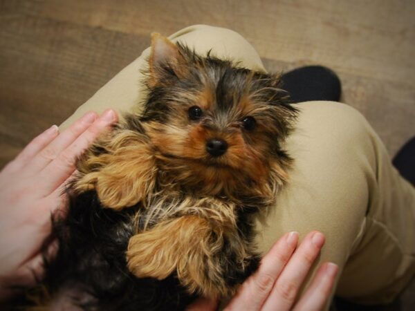 Yorkshire Terrier DOG Female Black & Gold 16908 Petland Iowa City, Iowa