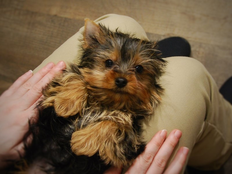 Yorkshire Terrier Dog Female Black & Gold 16908