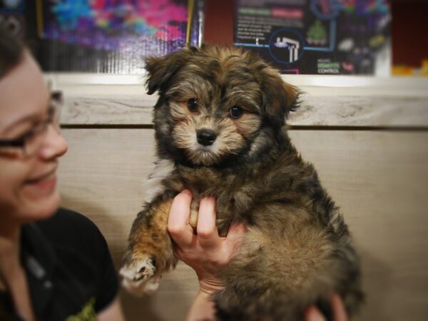 Havanese/Pomeranian-DOG-Male--16910-Petland Iowa City, Iowa