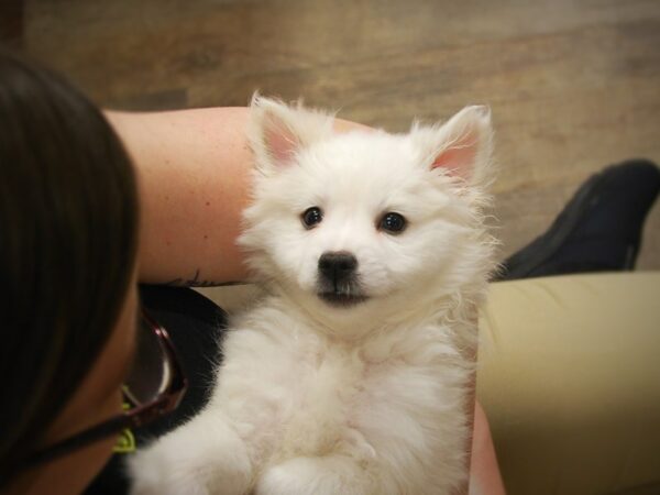 American Eskimo DOG Female White 16911 Petland Iowa City, Iowa