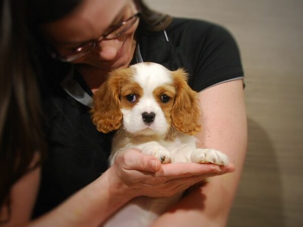 Cavalier King Charles Spaniel DOG Male Blenheim 16912 Petland Iowa City, Iowa