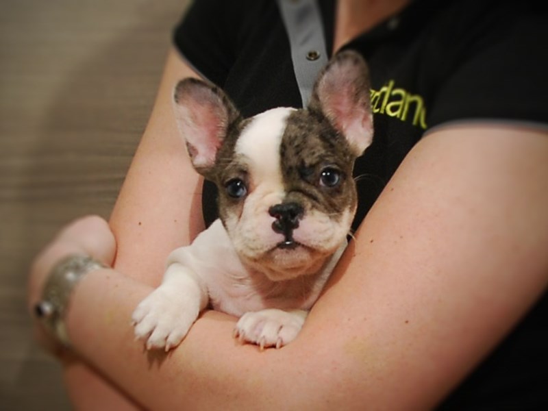 French Bulldog Dog Female Blue / White 16913