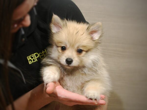 Pomeranian DOG Male Sable 16914 Petland Iowa City, Iowa