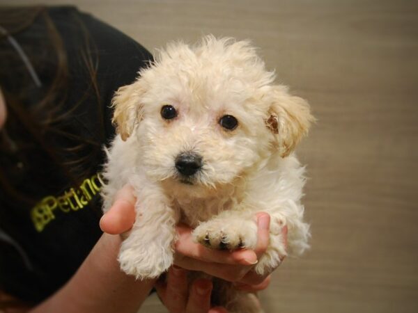 Poodle DOG Male Cream 16915 Petland Iowa City, Iowa