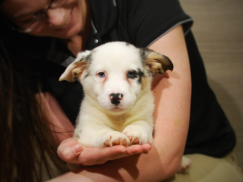 Cardigan Welsh Corgi Dog Male bl mrl 16916