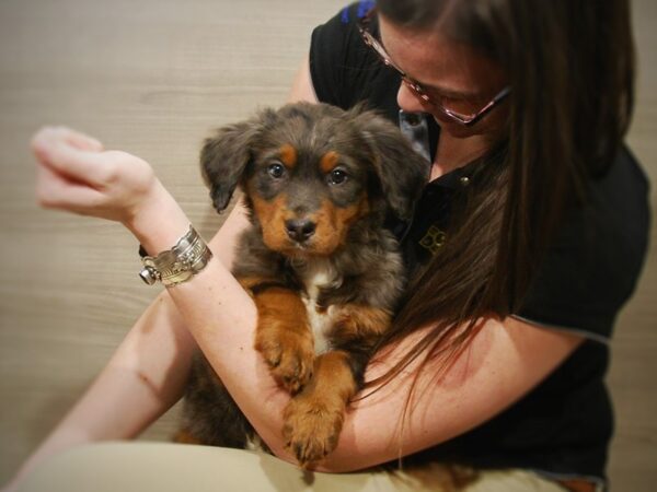 Bernese Mountain Dog/Golden Doodle DOG Female tri 16917 Petland Iowa City, Iowa