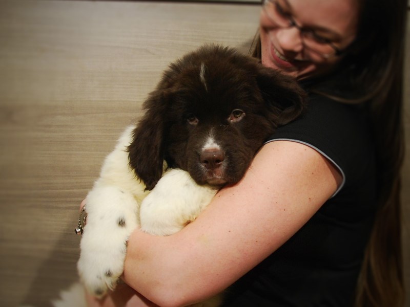 Newfoundland Dog Female chlt & wh 16918