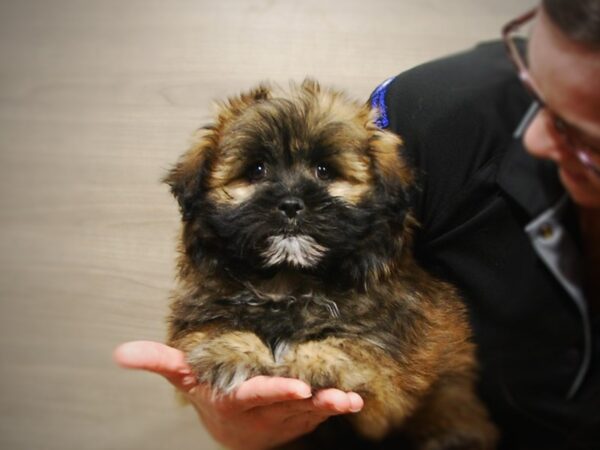 Shiranian-DOG-Male-sbl-16919-Petland Iowa City, Iowa