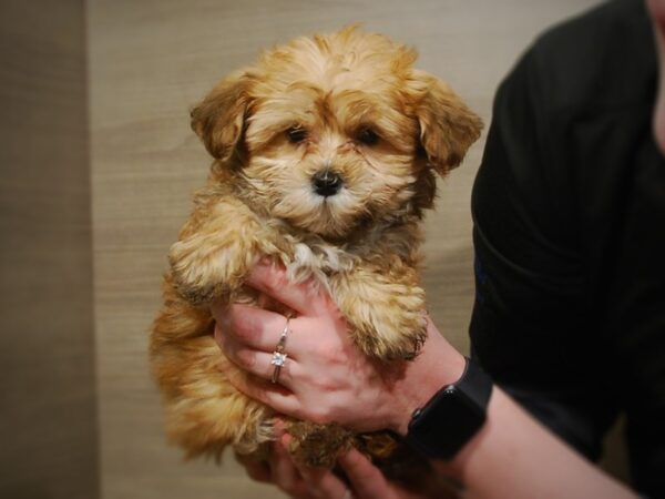 Yorkipoo DOG Female Red 16921 Petland Iowa City, Iowa