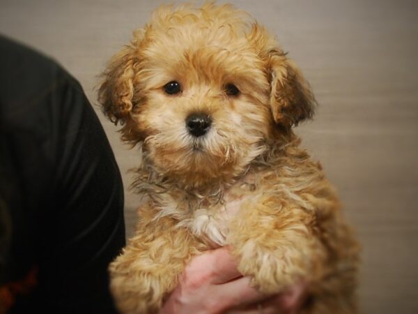 Yorkipoo DOG Female Rust 16922 Petland Iowa City, Iowa