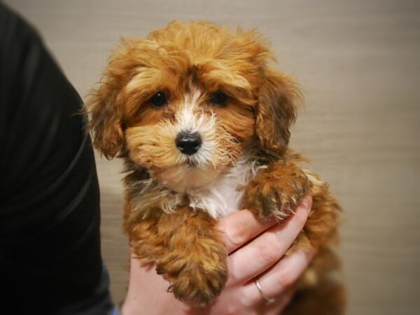 Yorkipoo DOG Male Red 16923 Petland Iowa City, Iowa