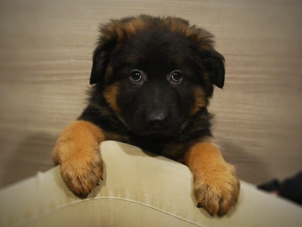 German Shepherd DOG Female Black and Tan 16924 Petland Iowa City, Iowa