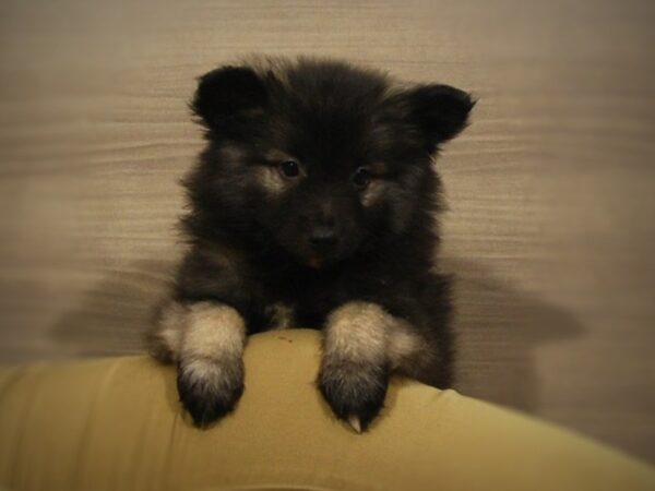 Keeshond DOG Female black/Silver 16927 Petland Iowa City, Iowa