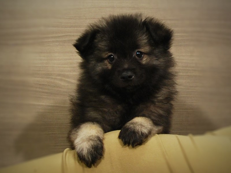 Keeshond Dog Male black/Silver 16928