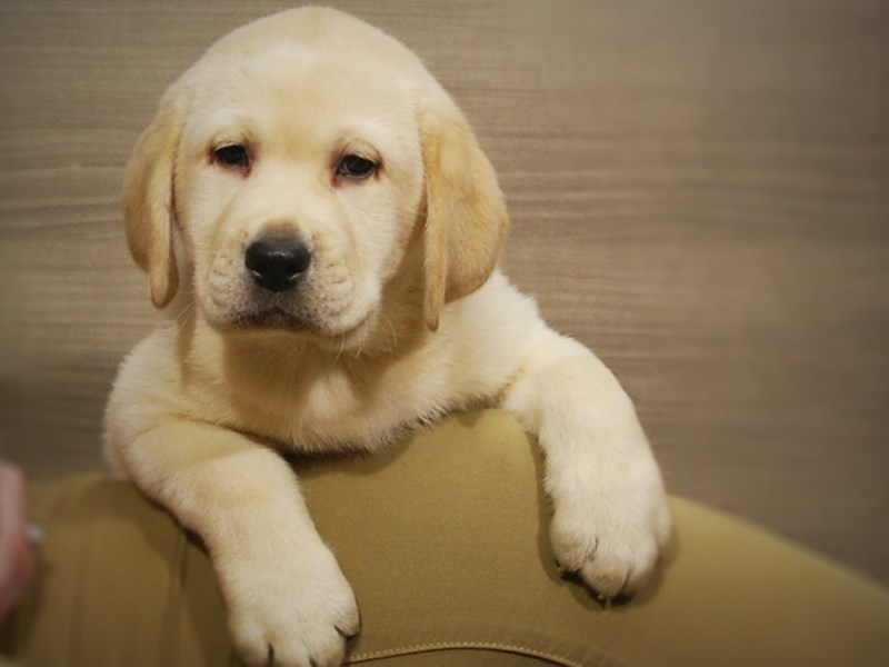 Labrador Retriever Dog Male Yellow 16929