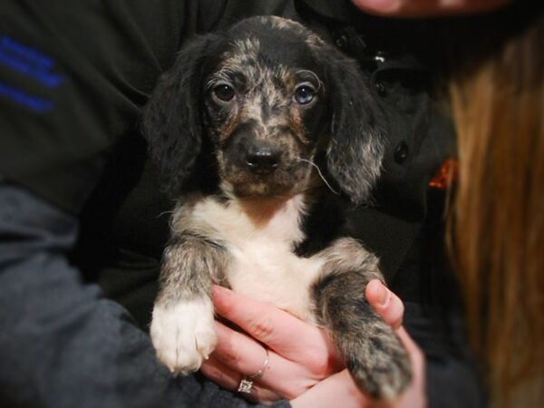 Mini Labradoodle-DOG-Female-Blue Merle-16930-Petland Iowa City, Iowa