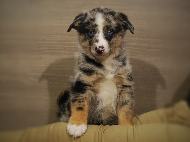 Pomsky Dog Male Blue Merle 16931