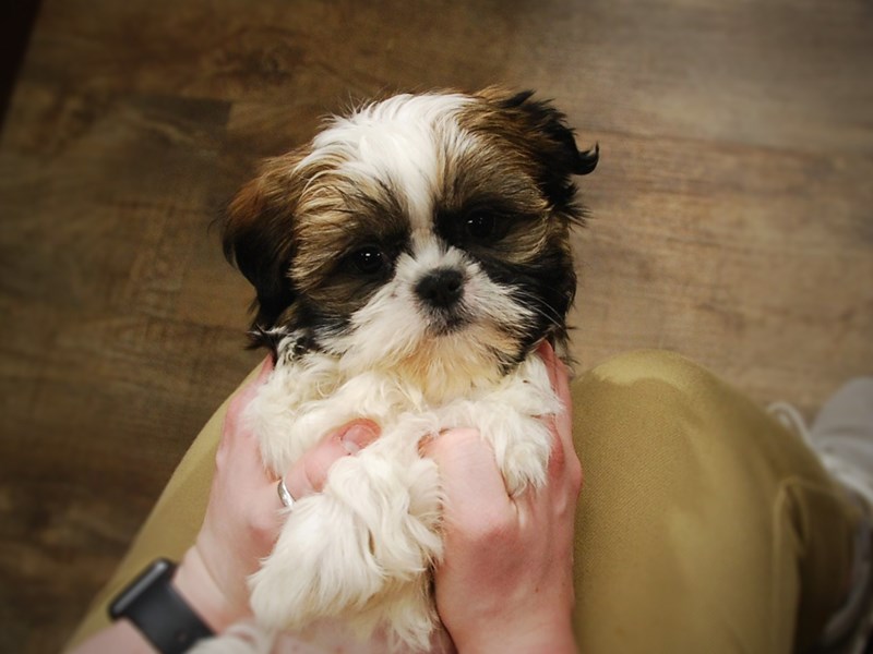 Shih Tzu Dog Female Brown / White 16932