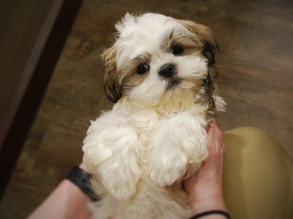 Shih Tzu DOG Male Brown / White 16933 Petland Iowa City, Iowa