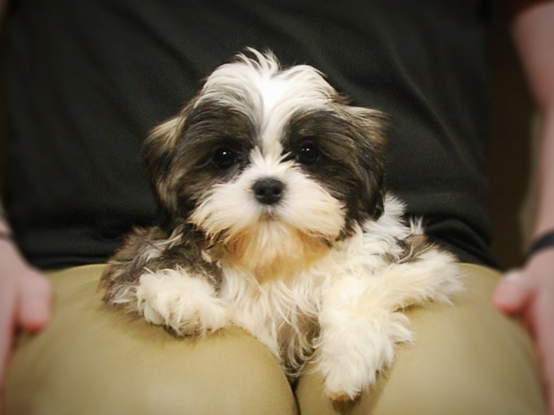 Shih Tzu Dog Female Brindle / White 16934