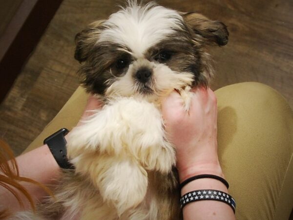 Shih Tzu DOG Female Brindle / White 16935 Petland Iowa City, Iowa