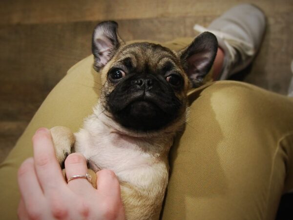 Pug DOG Male Fawn 16936 Petland Iowa City, Iowa