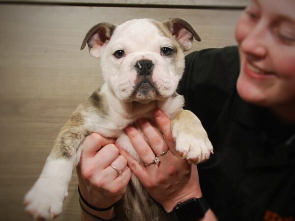 English Bulldog DOG Male Blue 16937 Petland Iowa City, Iowa