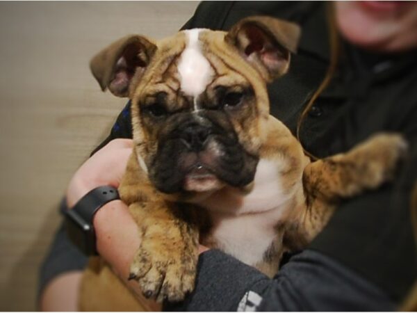 English Bulldog DOG Male Brindle 16938 Petland Iowa City, Iowa