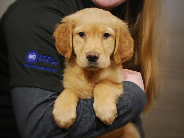 Golden Retriever DOG Female Golden 16939 Petland Iowa City, Iowa