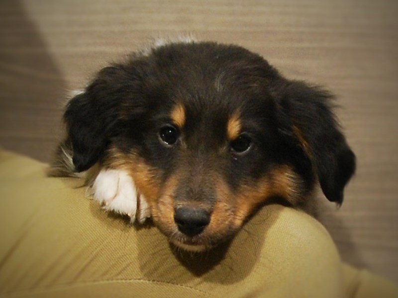 Shetland Sheepdog Dog Male Tri-Colored 16940