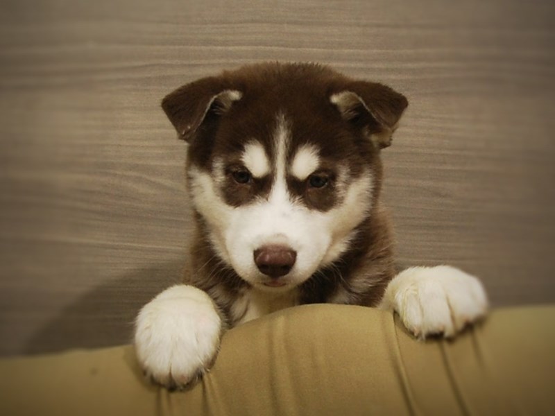 Siberian Husky Dog Male Red / White 16941