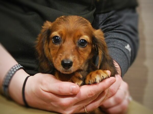 Dachshund DOG Female Red sable 16945 Petland Iowa City, Iowa