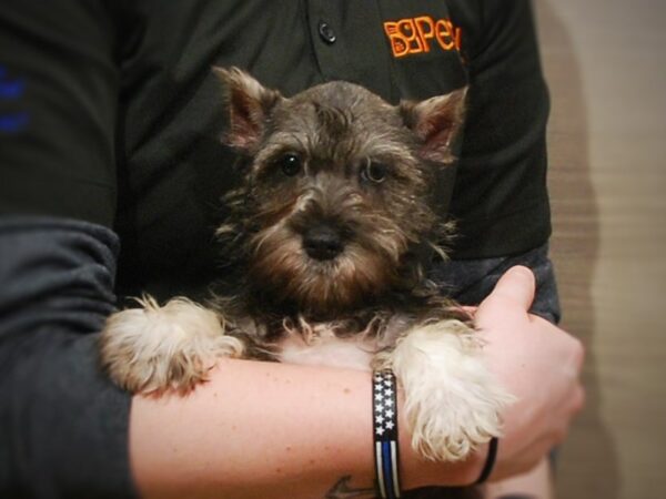 Miniature Schnauzer DOG Female Salt & Pepper 16946 Petland Iowa City, Iowa