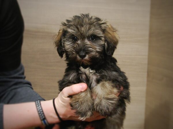 Miniature Schnauzer/Miniature Poodle-DOG-Female-Sable-16947-Petland Iowa City, Iowa