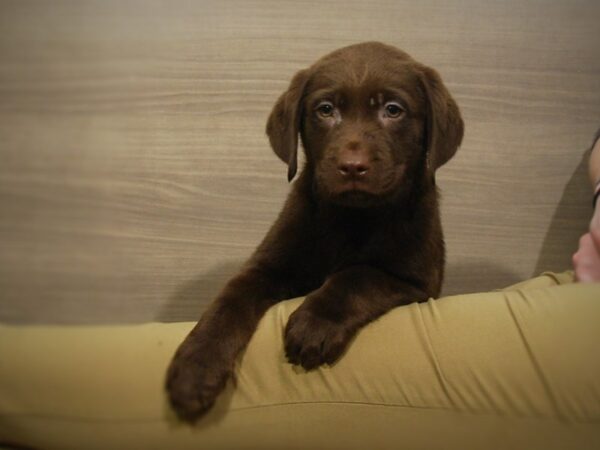 Labrador Retriever DOG Male Chocolate 16948 Petland Iowa City, Iowa