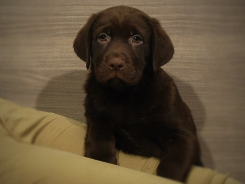 Labrador Retriever Dog Female Chocolate 16949