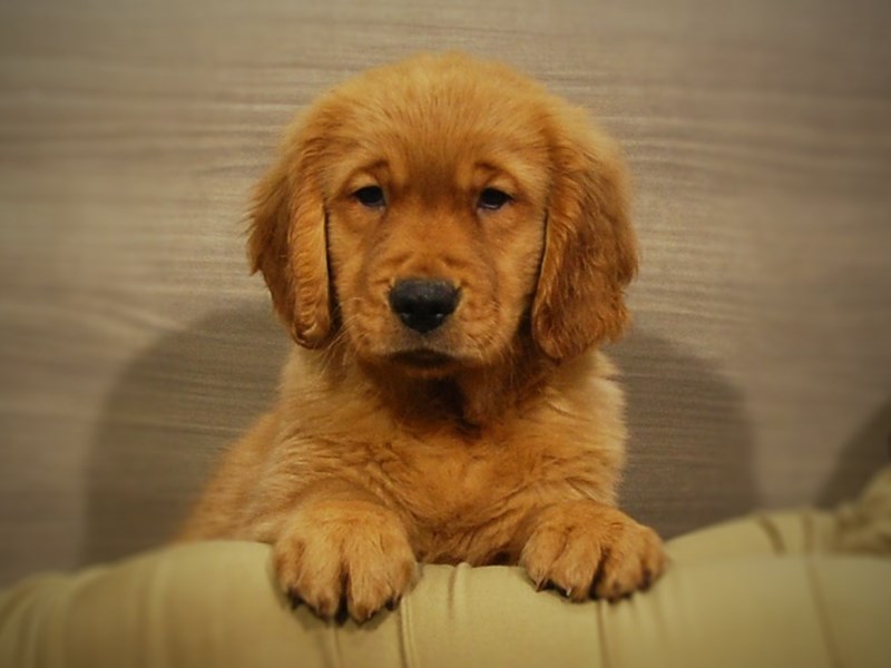 Golden Retriever Dog Male Golden 16950