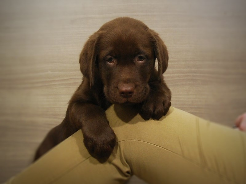 Labrador Retriever Dog Female Chocolate 16951
