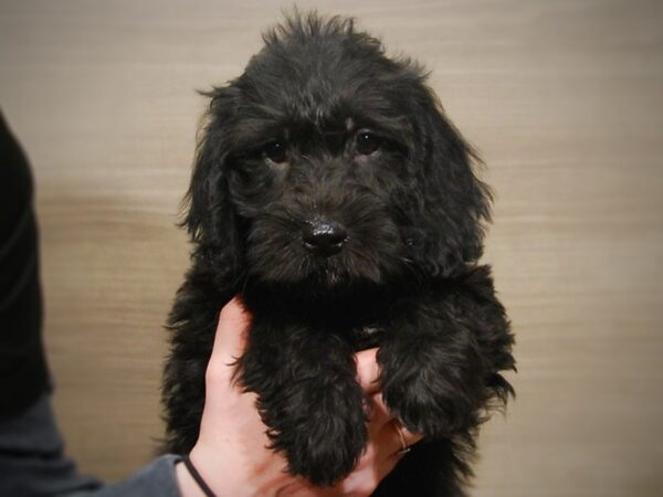 Mini Labradoodle DOG Male Black 16952 Petland Iowa City, Iowa