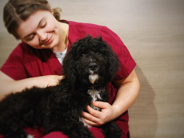 Bernedoodle-DOG-Male-Black-16884-Petland Iowa City, Iowa