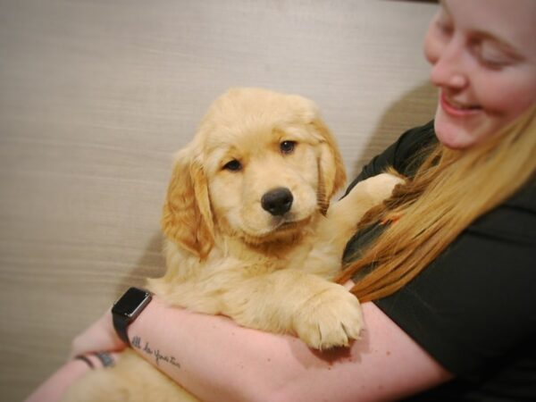 Golden Retriever DOG Male Golden 16926 Petland Iowa City, Iowa