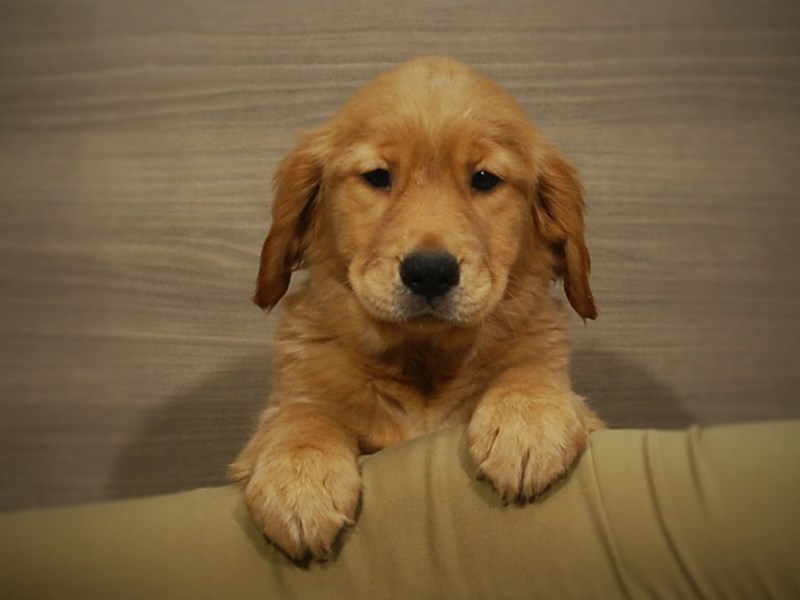 Golden Retriever Dog Female Golden 16925