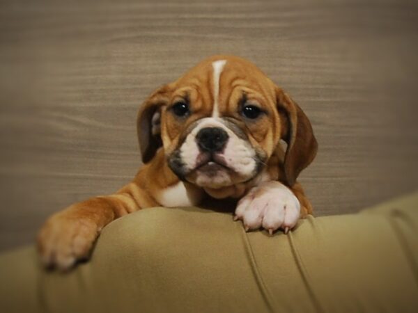 Victorian Bulldoge-DOG-Female-Red / White-16942-Petland Iowa City, Iowa