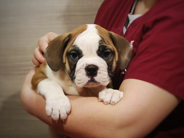 Victorian Bulldoge DOG Male Red / White 16943 Petland Iowa City, Iowa